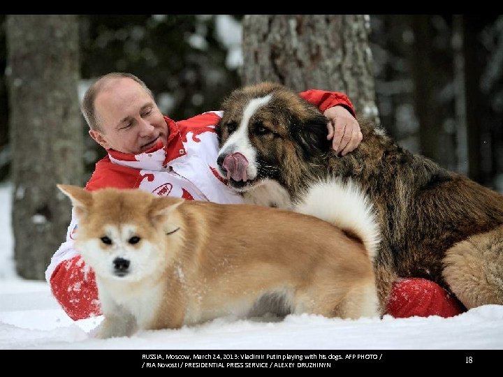 RUSSIA, Moscow, March 24, 2013: Vladimir Putin playing with his dogs. AFP PHOTO /
