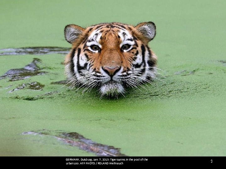 GERMANY, Duisburg, Jan. 7, 2013: Tiger swims in the pool of the urban zoo.