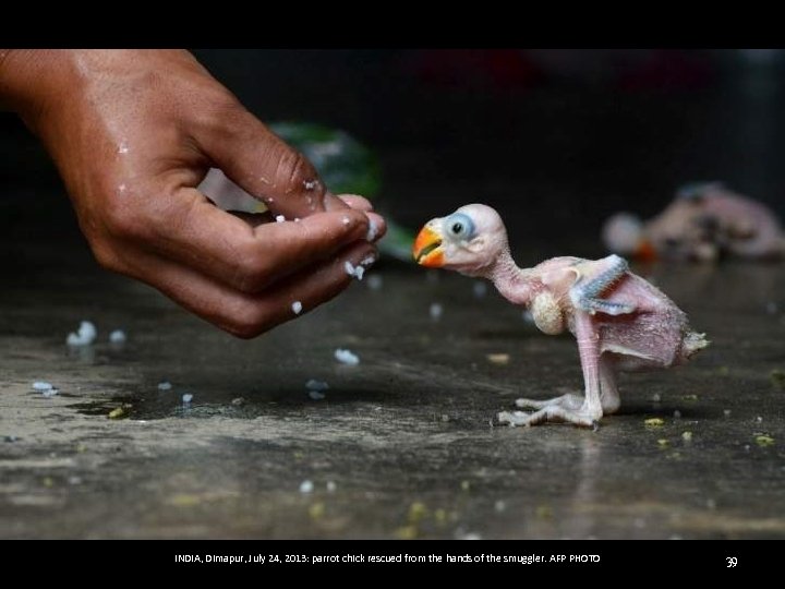  INDIA, Dimapur, July 24, 2013: parrot chick rescued from the hands of the