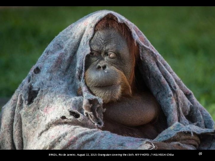 BRAZIL, Rio de Janeiro, August 22, 2013: Orangutan covering the cloth. AFP PHOTO: /