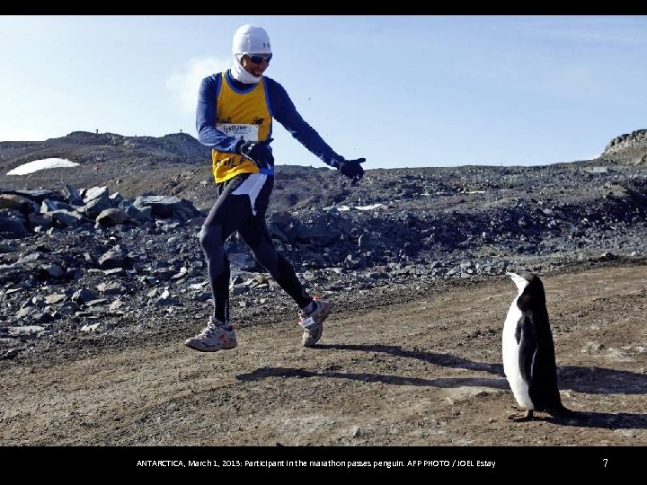 ANTARCTICA, March 1, 2013: Participant in the marathon passes penguin. AFP PHOTO / JOEL