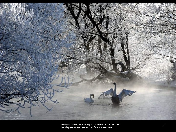 BELARUS, Usiaża, 26 February 2013: Swans on the river near the village of Usiaża.