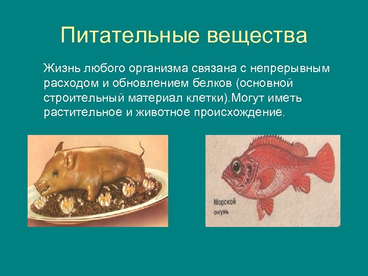 Питательные вещества Жизнь любого организма связана с непрерывным расходом и обновлением белков (основной строительный