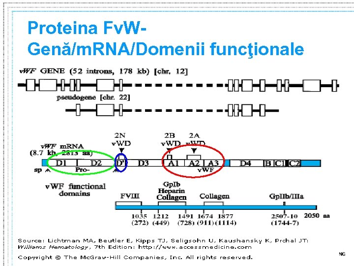 Proteina Fv. WGenă/m. RNA/Domenii funcţionale 