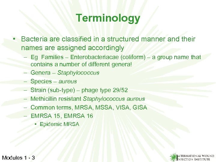 Terminology • Bacteria are classified in a structured manner and their names are assigned