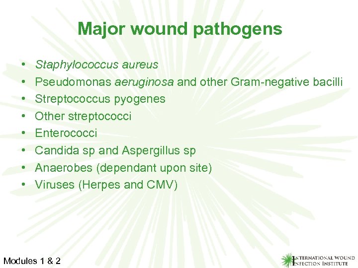 Major wound pathogens • • Staphylococcus aureus Pseudomonas aeruginosa and other Gram-negative bacilli Streptococcus