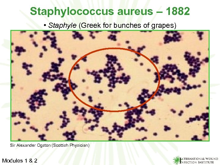 Staphylococcus aureus – 1882 • Staphyle (Greek for bunches of grapes) Sir Alexander Ogston