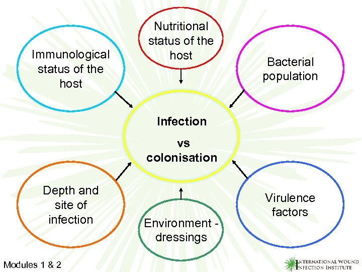 Immunological status of the host Nutritional status of the host Bacterial population Infection vs