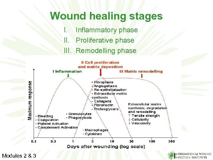 Wound healing stages I. Inflammatory phase II. Proliferative phase III. Remodelling phase Modules 2