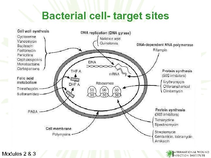 Bacterial cell- target sites Modules 2 & 3 