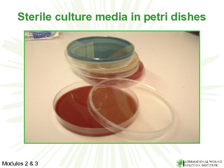 Sterile culture media in petri dishes Modules 2 & 3 