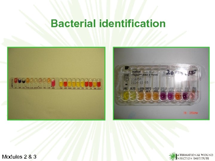 Bacterial identification Modules 2 & 3 