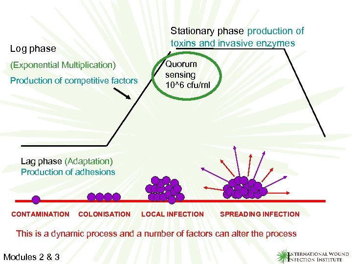 Stationary phase production of toxins and invasive enzymes Log phase (Exponential Multiplication) Production of