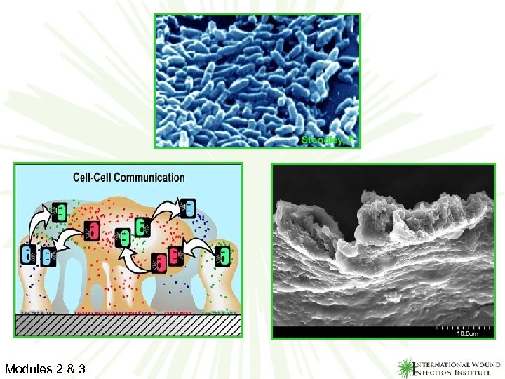 Biofilm Modules 2 & 3 