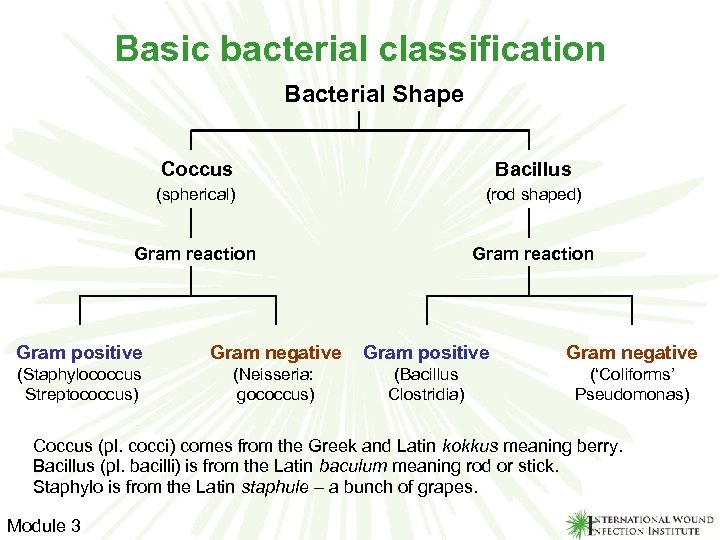 Basic bacterial classification Bacterial Shape Coccus (spherical) Bacillus (rod shaped) Gram reaction Gram positive