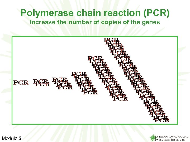 Polymerase chain reaction (PCR) Increase the number of copies of the genes Module 3