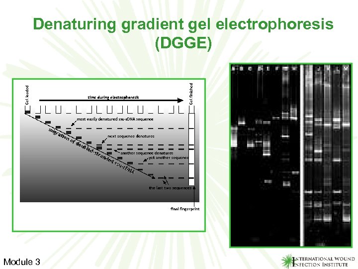 Denaturing gradient gel electrophoresis (DGGE) Module 3 