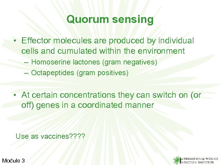 Quorum sensing • Effector molecules are produced by individual cells and cumulated within the