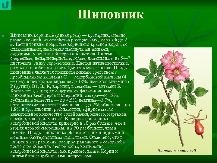 Шиповник n Шиповник коричный (дикая роза) — кустарник, сильно разветвленный, из семейства розоцветных, высотой