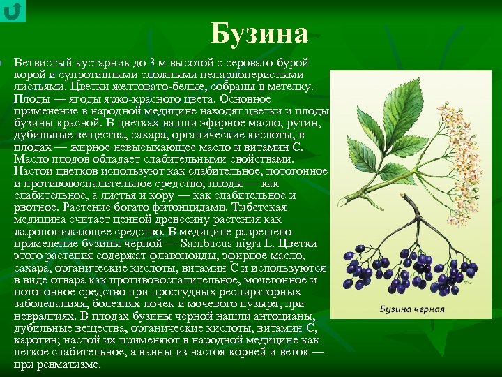 n Бузина Ветвистый кустарник до 3 м высотой с серовато бурой корой и супротивными