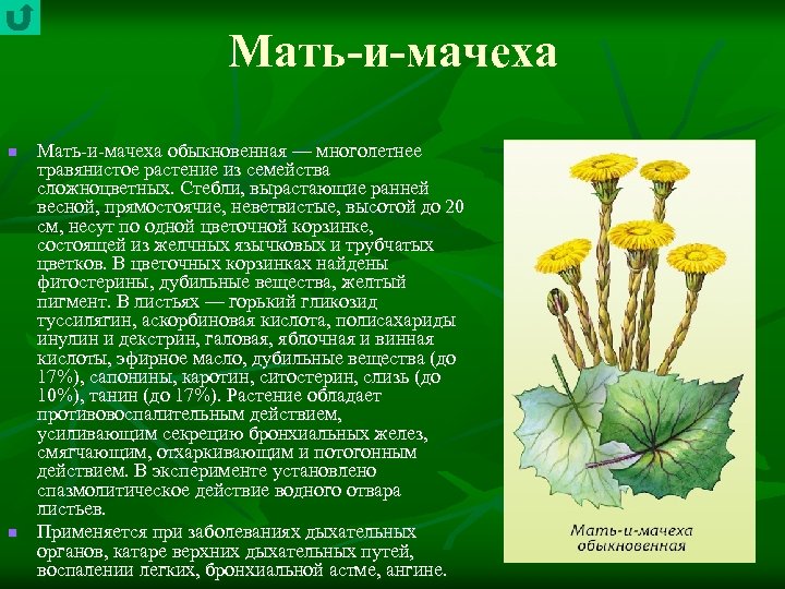 Мать-и-мачеха n n Мать и мачеха обыкновенная — многолетнее травянистое растение из семейства сложноцветных.