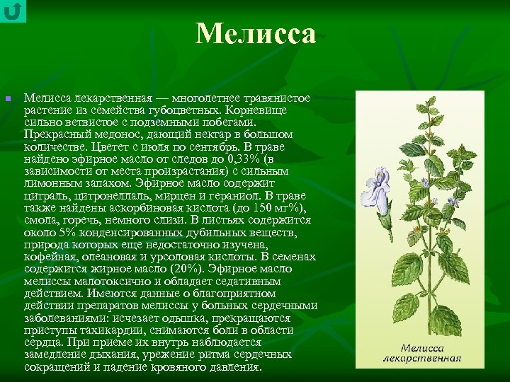 Мелисса n Мелисса лекарственная — многолетнее травянистое растение из семейства губоцветных. Корневище сильно ветвистое