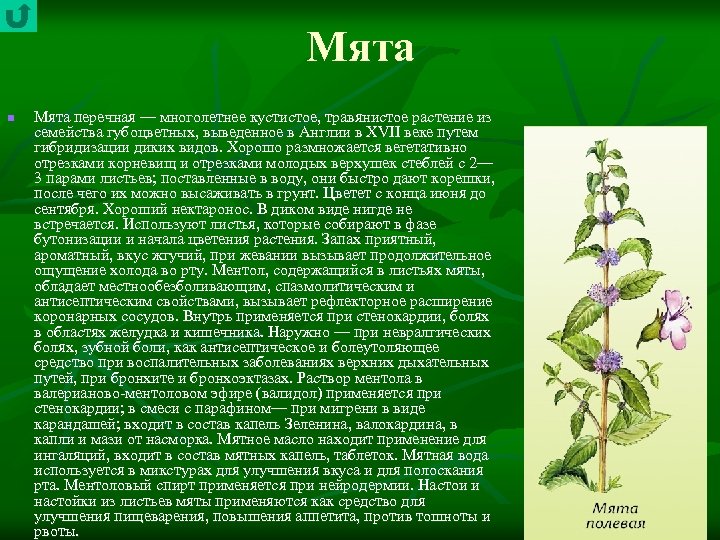 Мята n Мята перечная — многолетнее кустистое, травянистое растение из семейства губоцветных, выведенное в