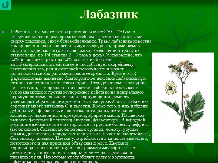 Лабазник n Лабазник это многолетнее растение высотой 50— 120 см, с ползучим корневищем, прямым