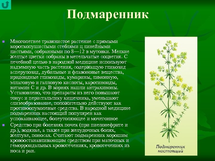 Подмаренник n n Многолетнее травянистое растение с прямыми короткопушистыми стеблями ц линейными листьями, собранными