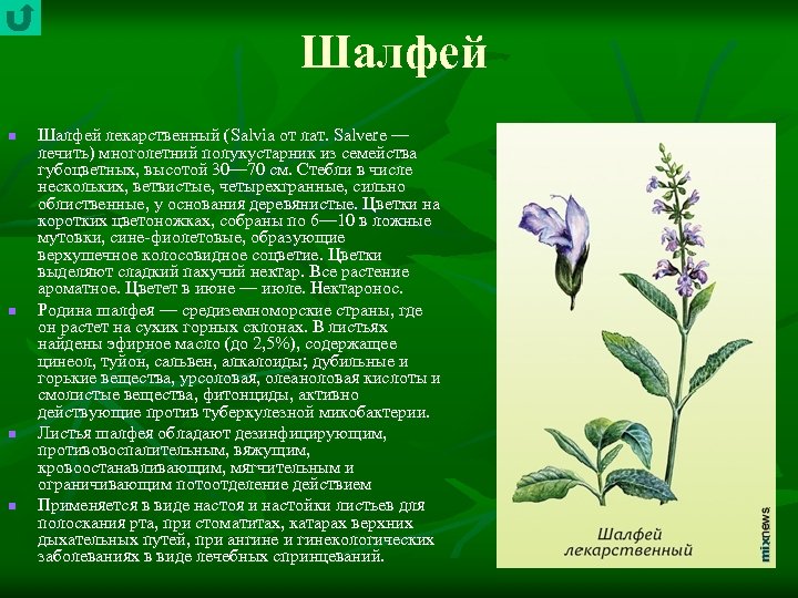 Шалфей n n Шалфей лекарственный (Salvia от лат. Salvere — лечить) многолетний полукустарник из