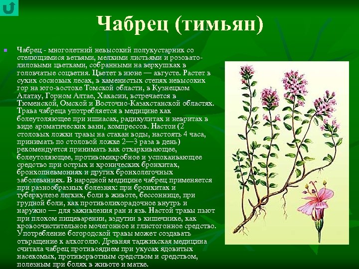 Чабрец (тимьян) n Чабрец многолетний невысокий полукустарник со стелющимися ветвями, мелкими листьями и розовато