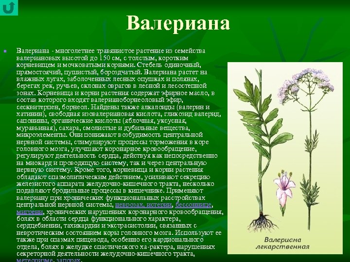 Валериана n Валериана многолетнее травянистое растение из семейства валериановых высотой до 150 см, с