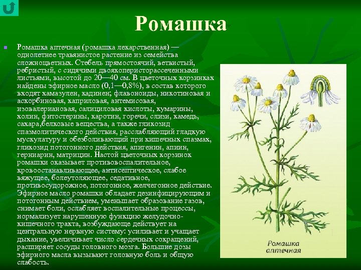 Ромашка n Ромашка аптечная (ромашка лекарственная) — однолетнее травянистое растение из семейства сложноцветных. Стебель