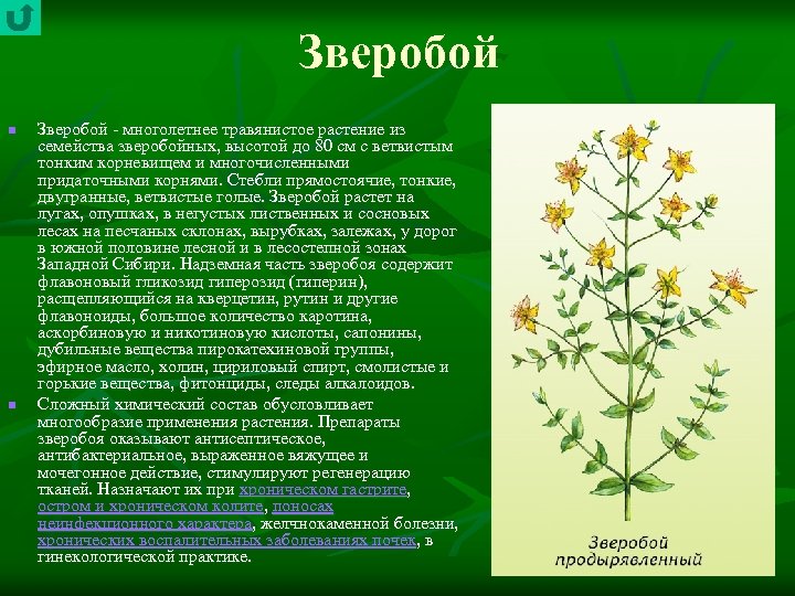 Зверобой n n Зверобой многолетнее травянистое растение из семейства зверобойных, высотой до 80 см
