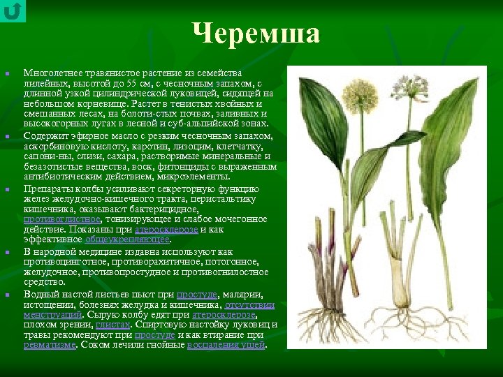 Черемша n n n Многолетнее травянистое растение из семейства лилейных, высотой до 55 см,