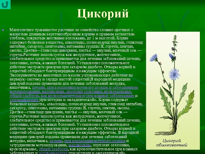 Цикорий n Многолетнее травянистое растение из семейства сложно цветных с мясистым длинным веретенообразным корнем