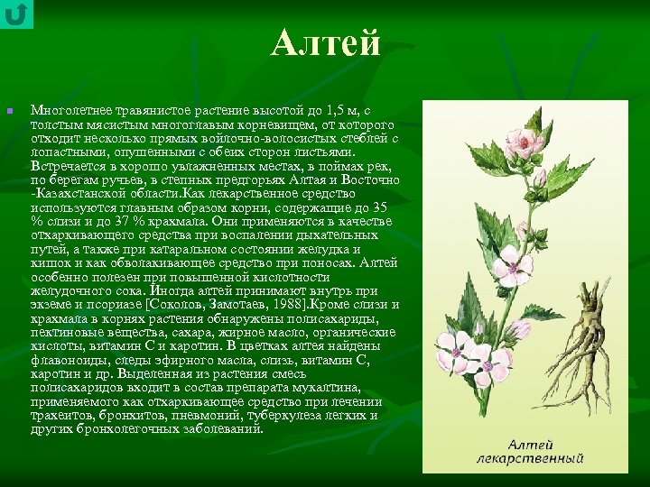 Алтей n Многолетнее травянистое растение высотой до 1, 5 м, с толстым мясистым многоглавым