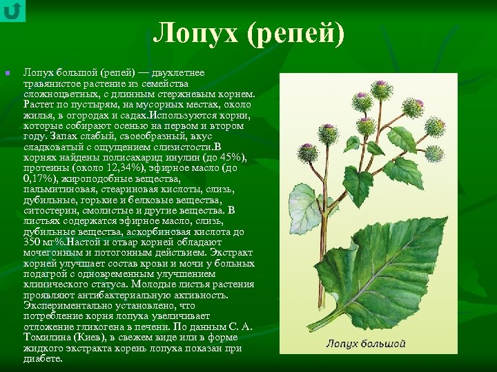 Лопух (репей) n Лопух большой (репей) — двухлетнее травянистое растение из семейства сложноцветных, с