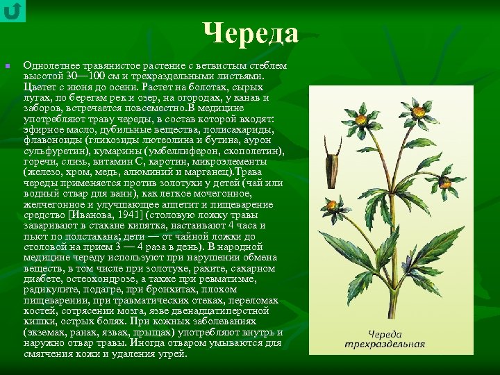 Череда n Однолетнее травянистое растение с ветвистым стеблем высотой 30— 100 см и трехраздельными