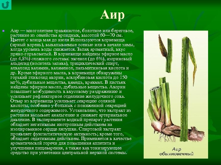 Аир n Аир — многолетнее травянистое, болотное или береговое, растение из семейства ароидных, высотой