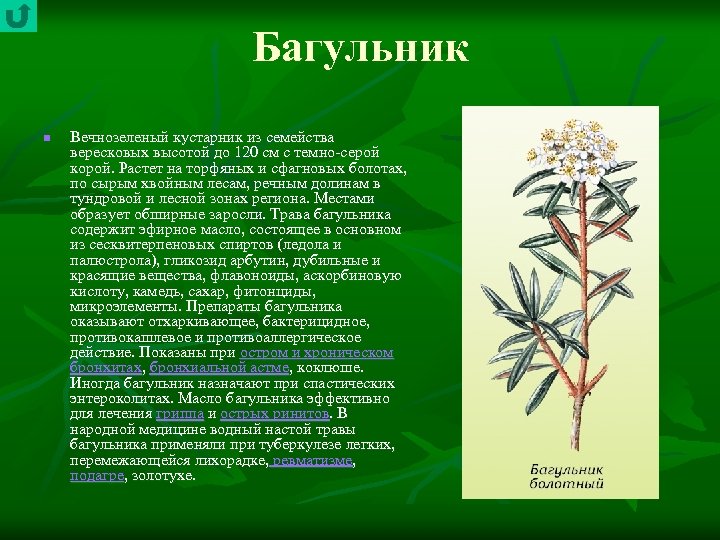 Багульник n Вечнозеленый кустарник из семейства вересковых высотой до 120 см с темно серой