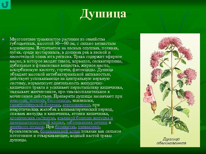 Душица n Многолетнее травянистое растение из семейства губоцветных, высотой 30— 60 см, с сильно