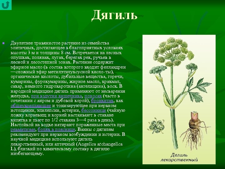 Дягиль n Двулетнее травянистое растение из семейства зонтичных, достигающее в благоприятных условиях высоты 3