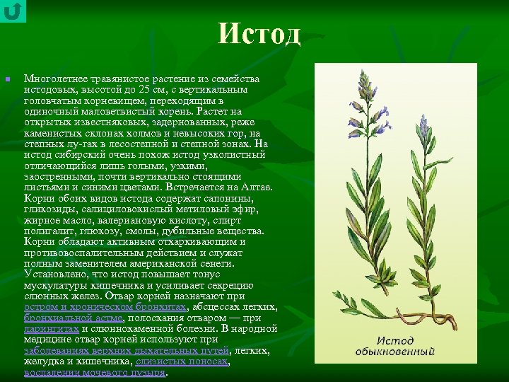 Истод n Многолетнее травянистое растение из семейства истодовых, высотой до 25 см, с вертикальным