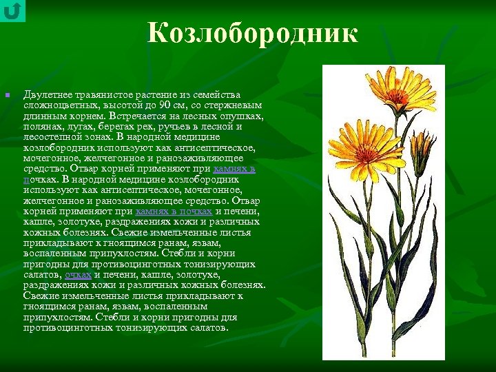 Козлобородник n Двулетнее травянистое растение из семейства сложноцветных, высотой до 90 см, со стержневым