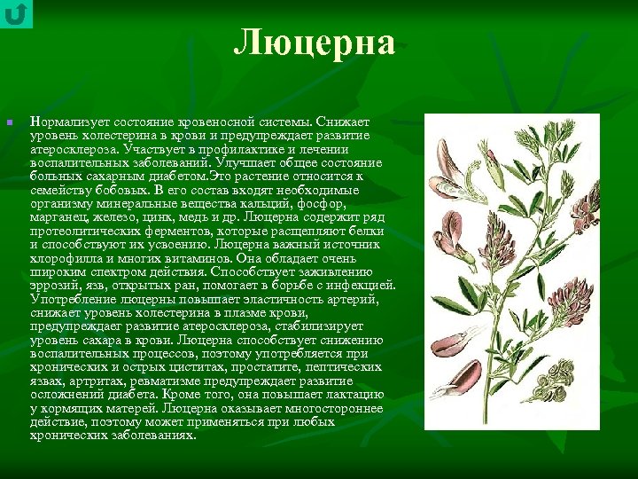 Люцерна n Нормализует состояние кровеносной системы. Снижает уровень холестерина в крови и предупреждает развитие