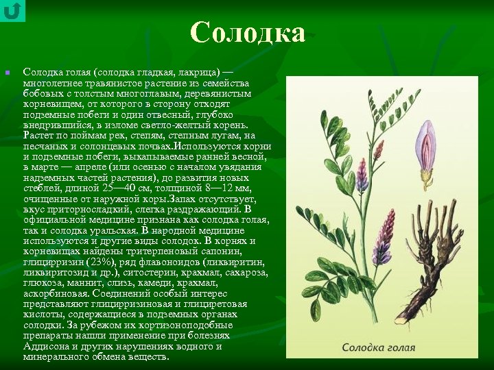 Солодка n Солодка голая (солодка гладкая, лакрица) — многолетнее травянистое растение из семейства бобовых