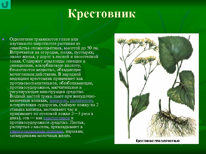 Крестовник n Однолетнее травянистое голое или паутинисто шерстистое растение из семейства сложноцветных, высотой до
