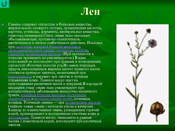 Лен n Семена содержат слизистые и белковые вещества, жирное масло сложного состава, органические кислоты,