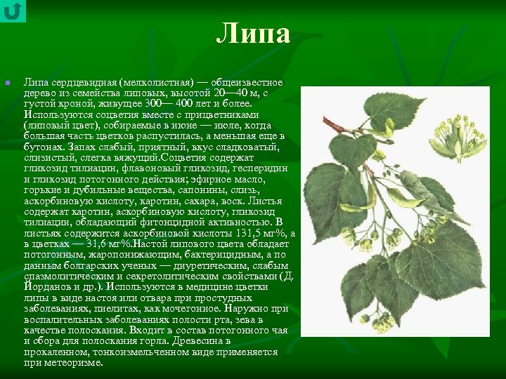 Липа n Липа сердцевидная (мелколистная) — общеизвестное дерево из семейства липовых, высотой 20— 40